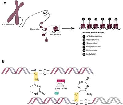 Epigenetic Mechanisms in DNA Double Strand Break Repair: A Clinical Review